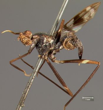 Media type: image;   Entomology 13325 Aspect: habitus lateral view
